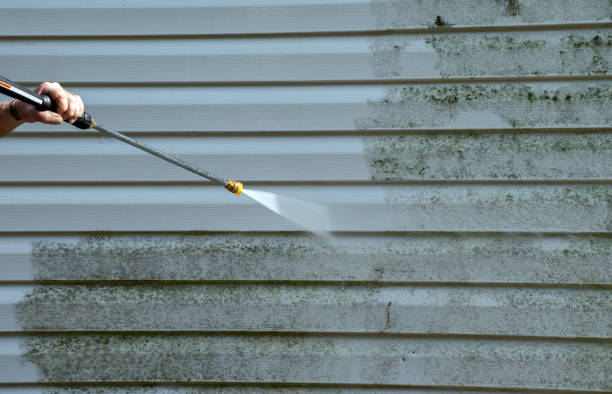 Best Same-Day Mold Removal  in Mustang Ridge, TX