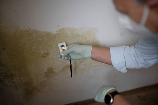 Reliable Mustang Ridge, TX Mold Removal Solutions
