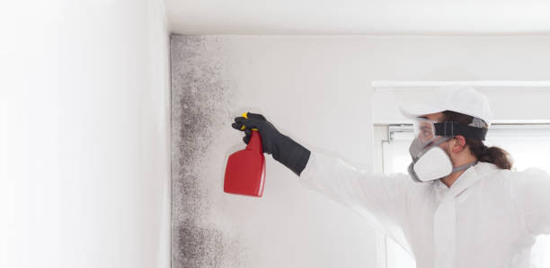 Best Office Mold Removal Services  in Mustang Ridge, TX