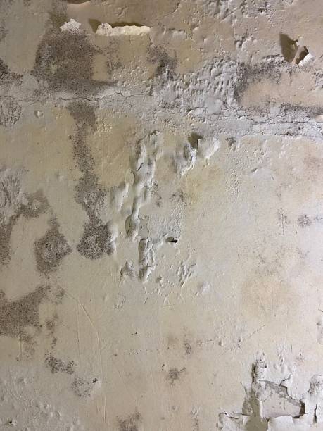 Best Mold Testing  in Mustang Ridge, TX