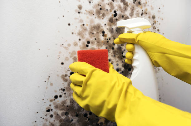 Best Commercial Mold Removal  in Mustang Ridge, TX