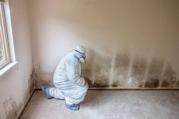 Best Mold Cleaning Services  in Mustang Ridge, TX