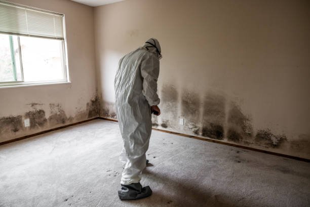 Best Attic Mold Removal  in Mustang Ridge, TX