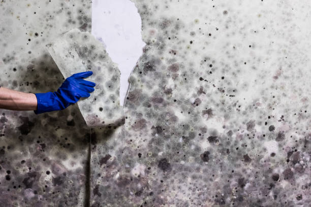 Best Affordable Mold Removal  in Mustang Ridge, TX